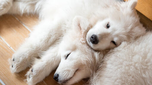 Two dogs sleeping together