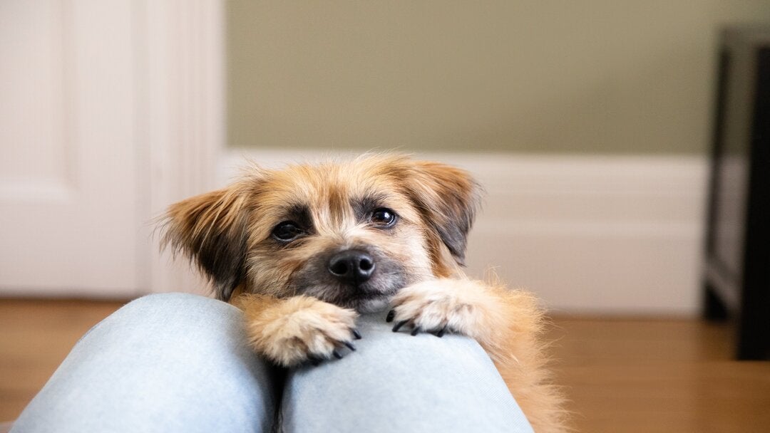 Brown fluffy dog with black nose and black eyes on owners lap.