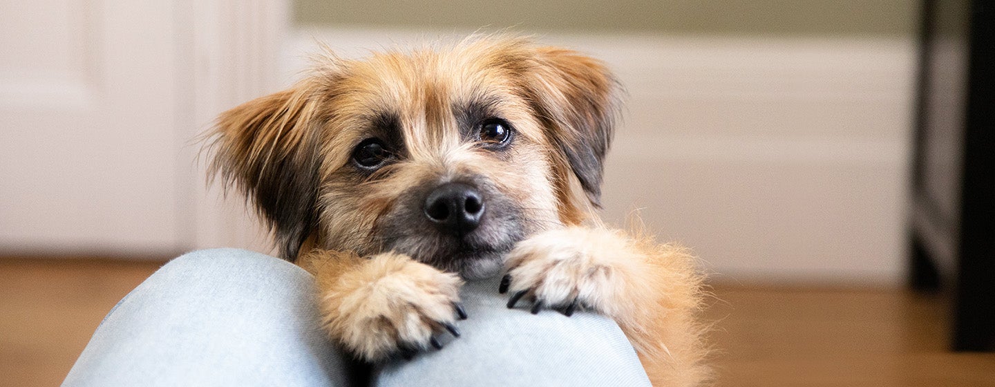 Brown fluffy dog with black nose and black eyes on owners lap.