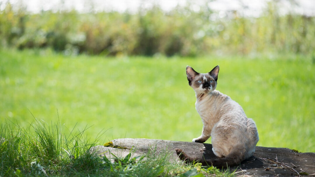 Small cat breed | Cornish Rex sitting on a log.
