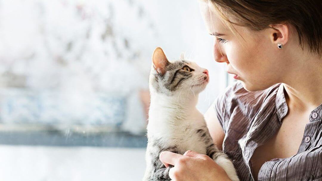 Adopt cat | Light furred kitten being held by woman.