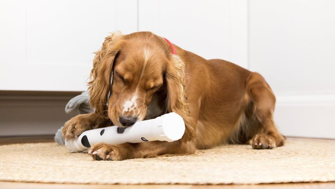 Dog adoption | Brown Spaniel playing with toy, lying down.