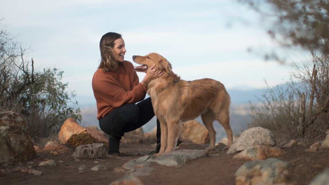Medium sized dog breeds | Golden retriever with owner on mountain trail.