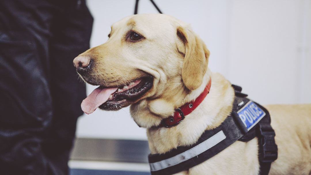 Military and police dogs | Golden Labrador with red collar and Police harness.