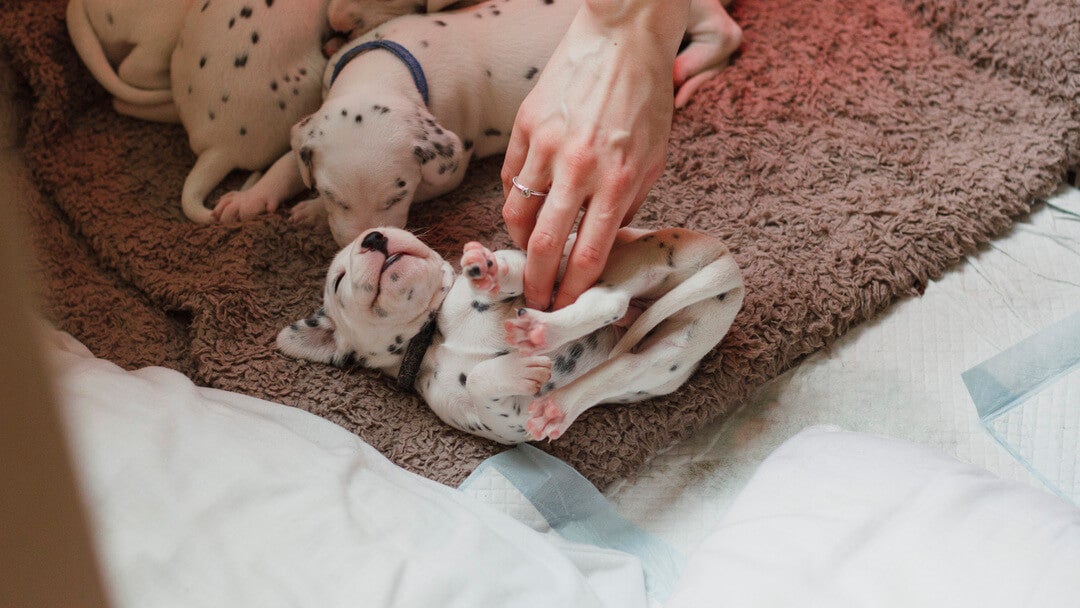 Dalmatian puppies having belly tickled.