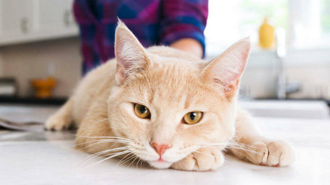 Cat lying on kitchen table