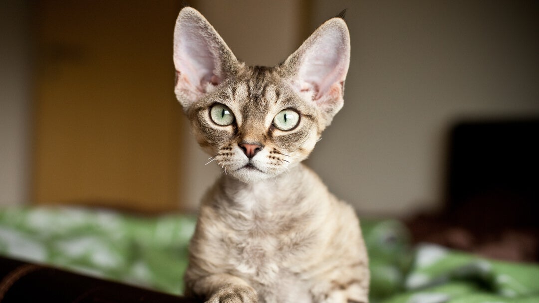 Cat sat in bed