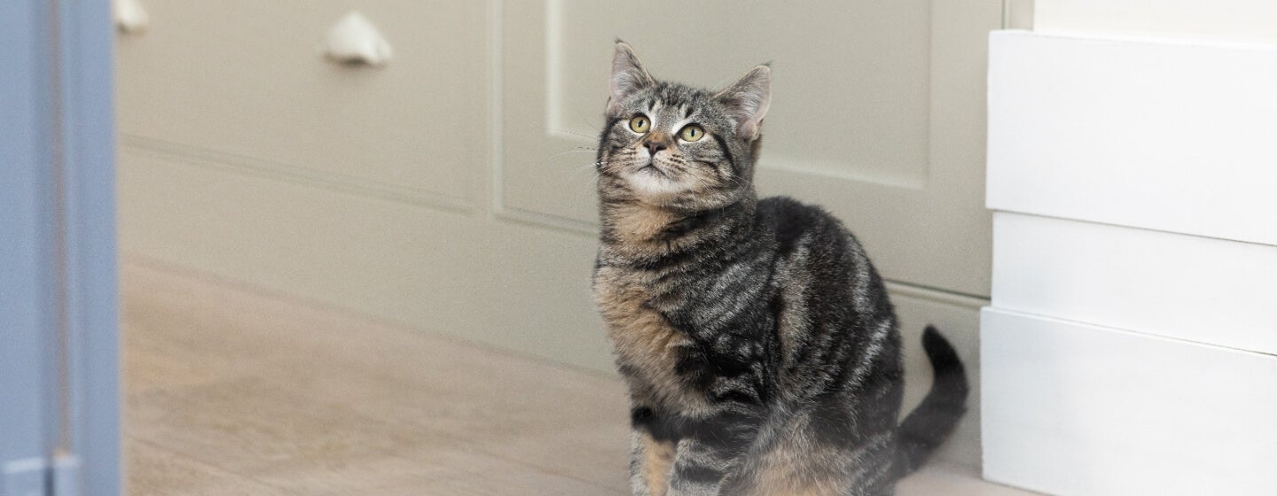 Dark tabby cat looking up out of the window.