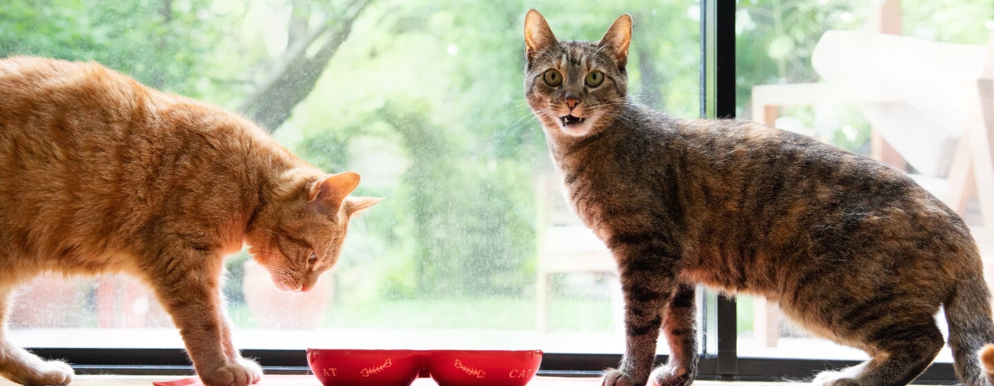 Cats eating from bowls