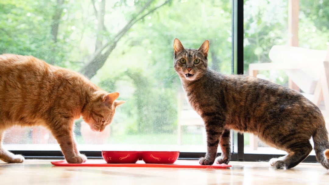 Big cat breeds | Cats eating from bowls