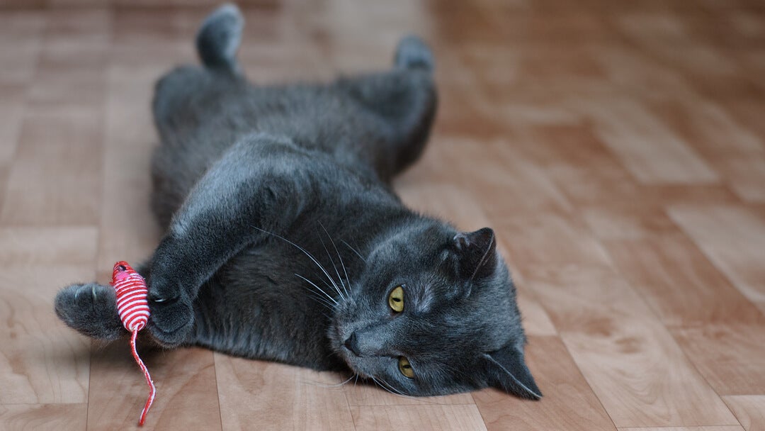 Black cat lounging on floor
