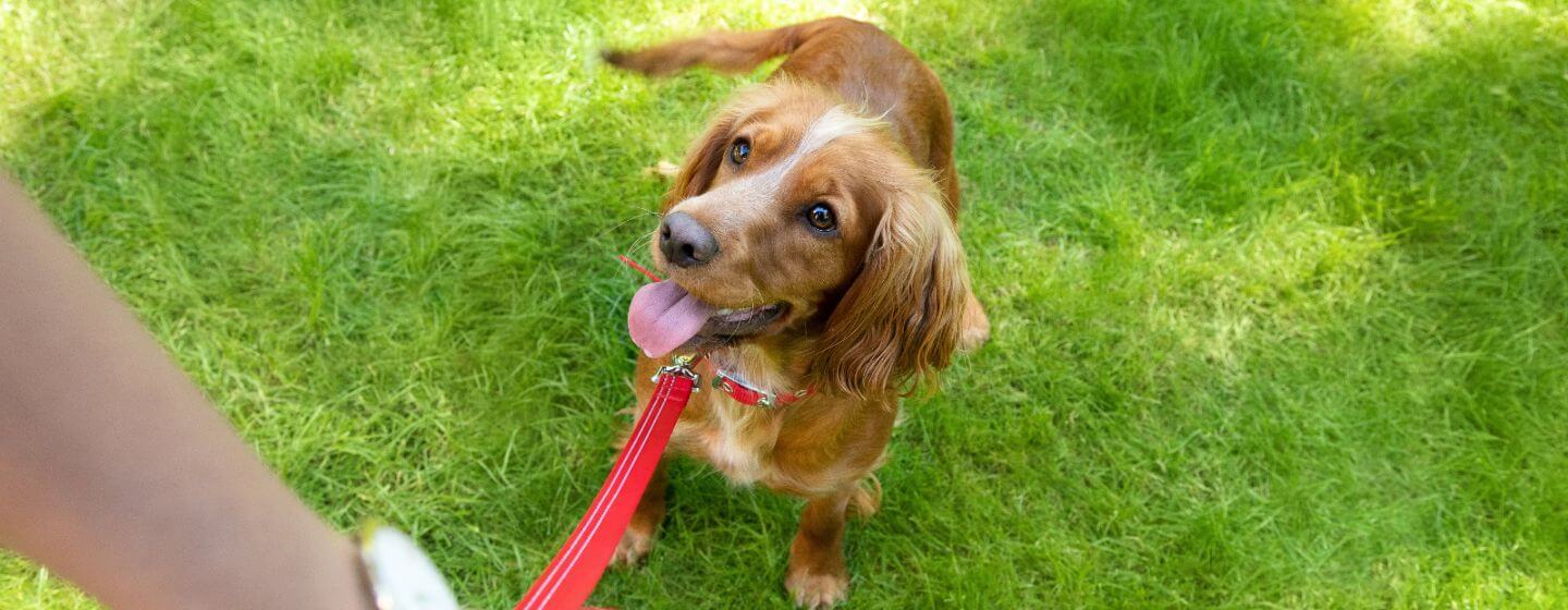 Light brown dog on red lead on the grass looking up at owner.