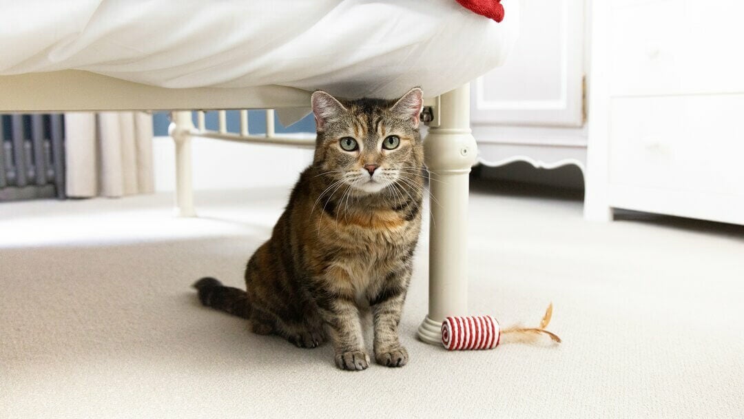 Cat Vision | Brown cat with green eyes sitting under the bed.