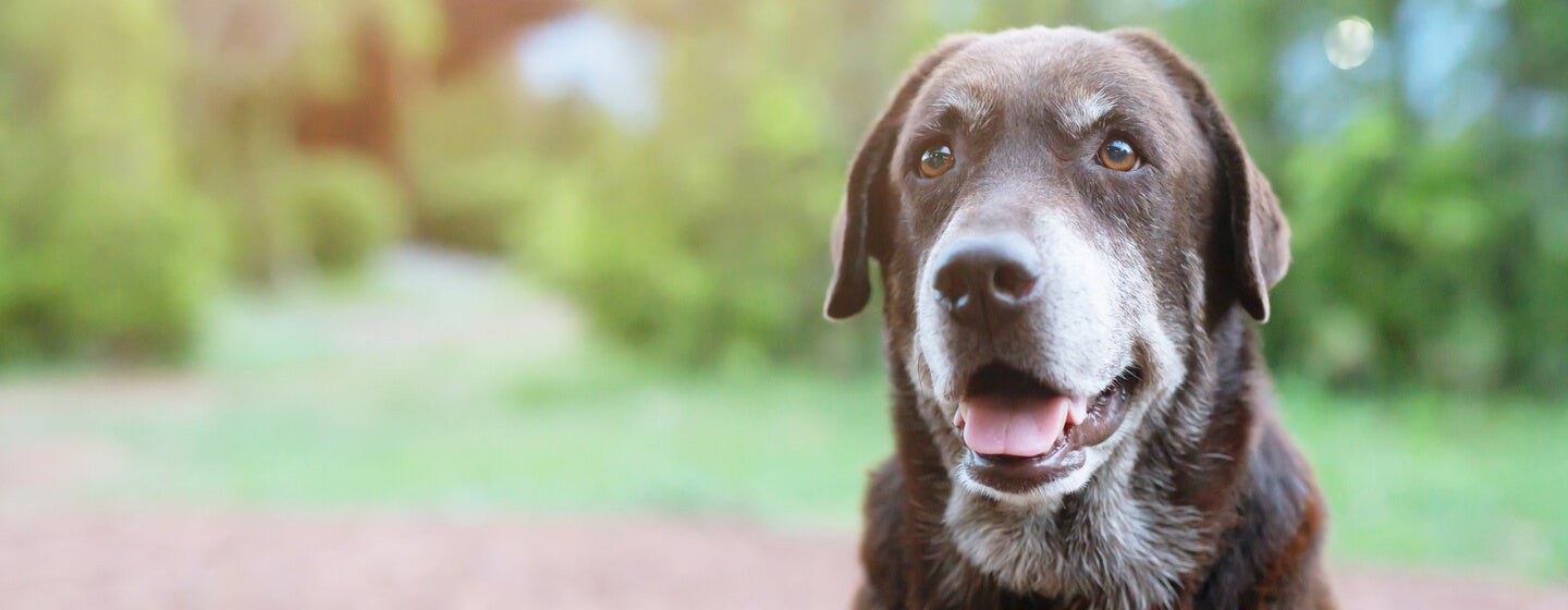 Close up of older dog