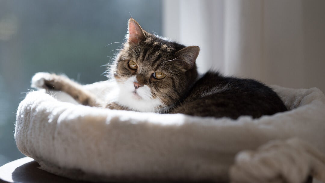 older cat in a bed