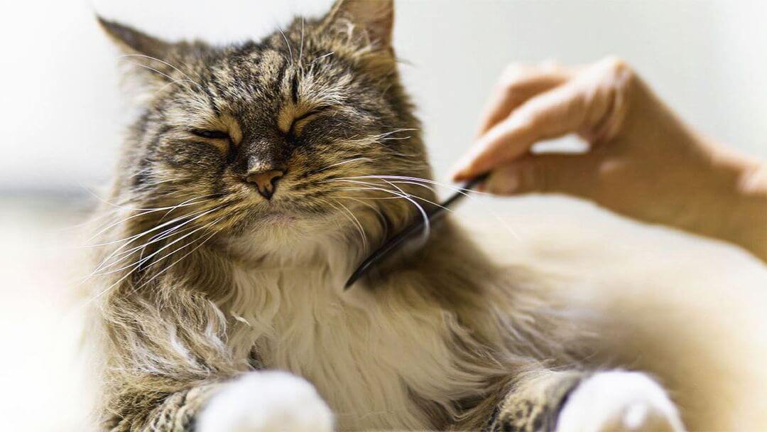 Cat skin problems | Fluffy dark cat having fur combed.