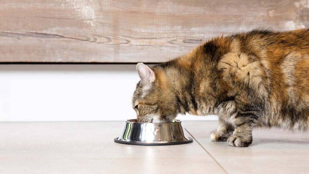 Dark patchy cat drinking water from steel bowl on the floor.