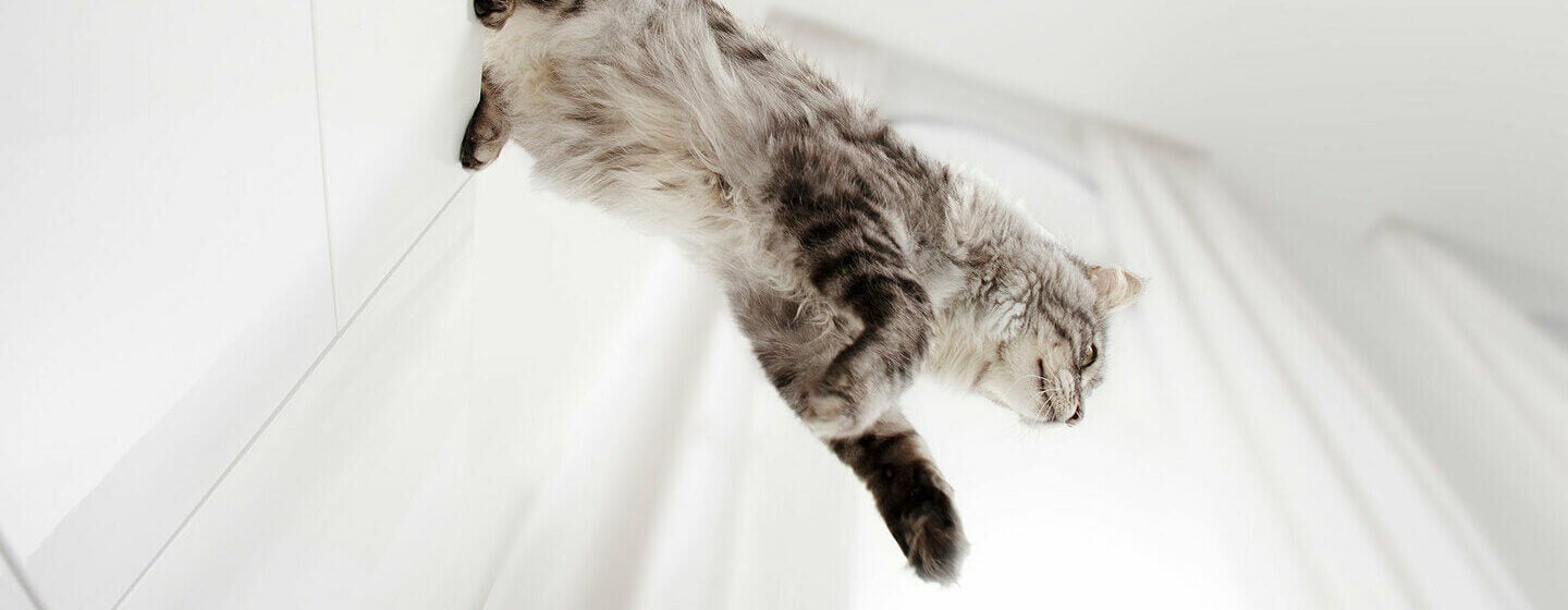 Grey cat jumping down from a cabinet.