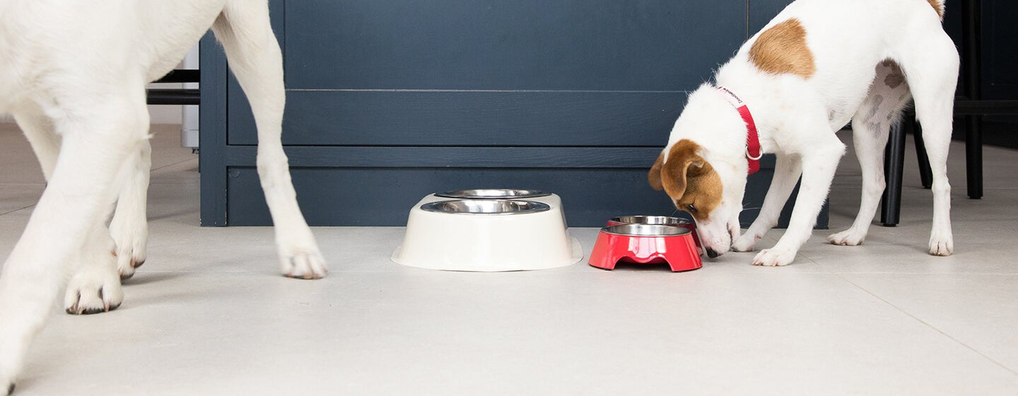 Puppy eating from bowl