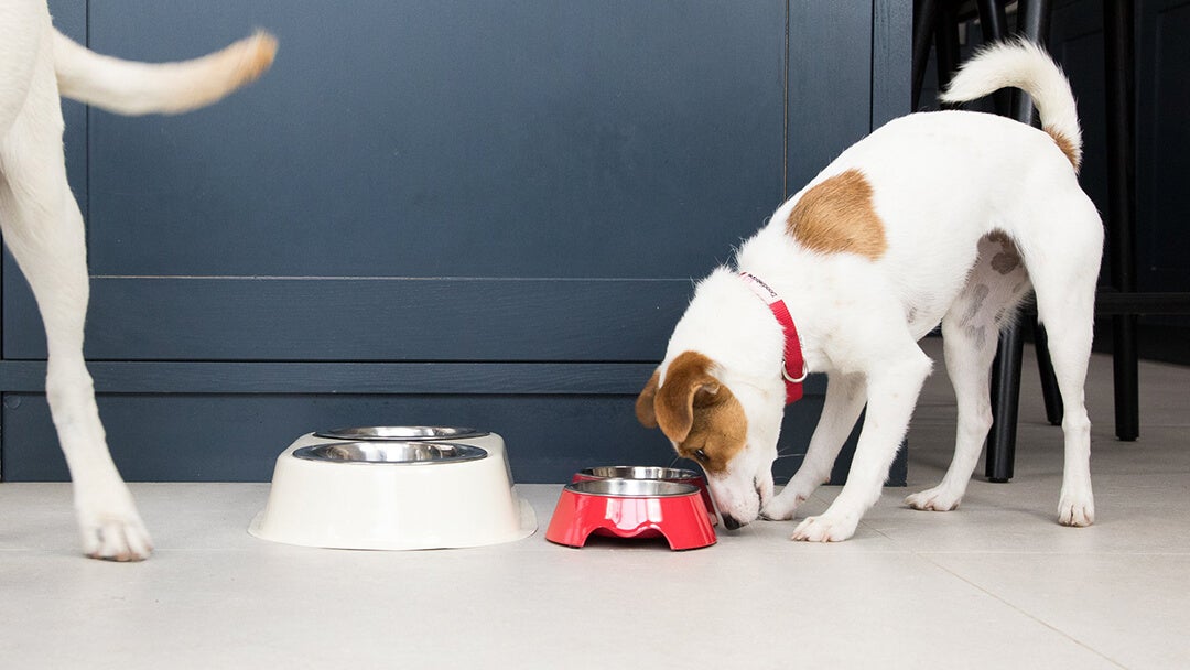 Puppy eating from bowl