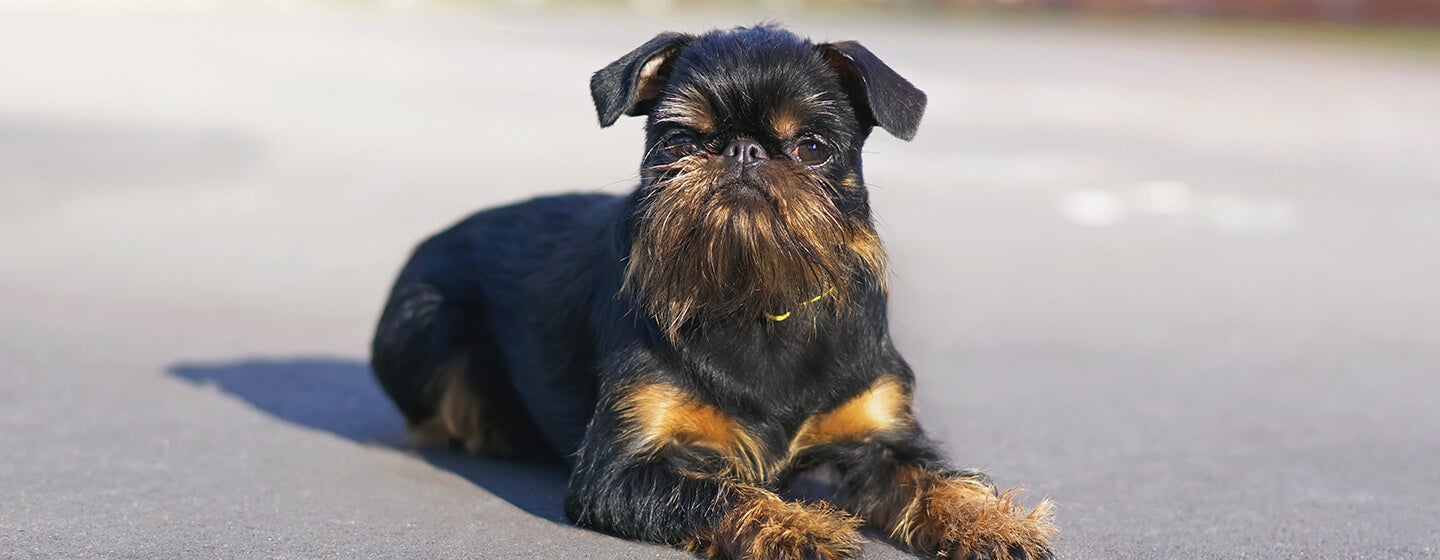 Dog laying on pavement