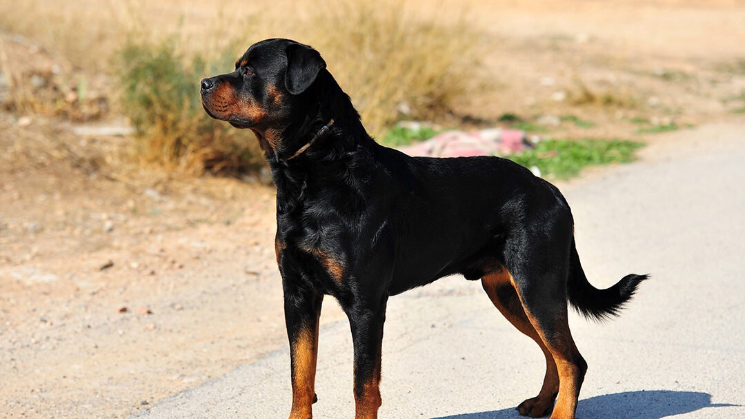 Big dog breeds | Dog looking into distance