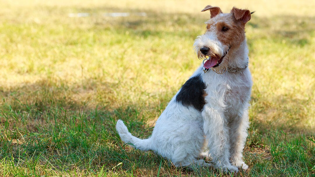 Dog Years To Human Years | Dog sitting in field