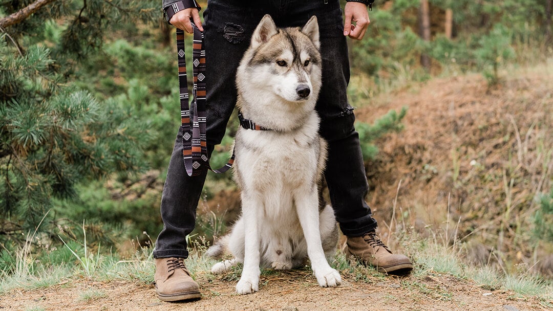 Dog standing with owner in woods