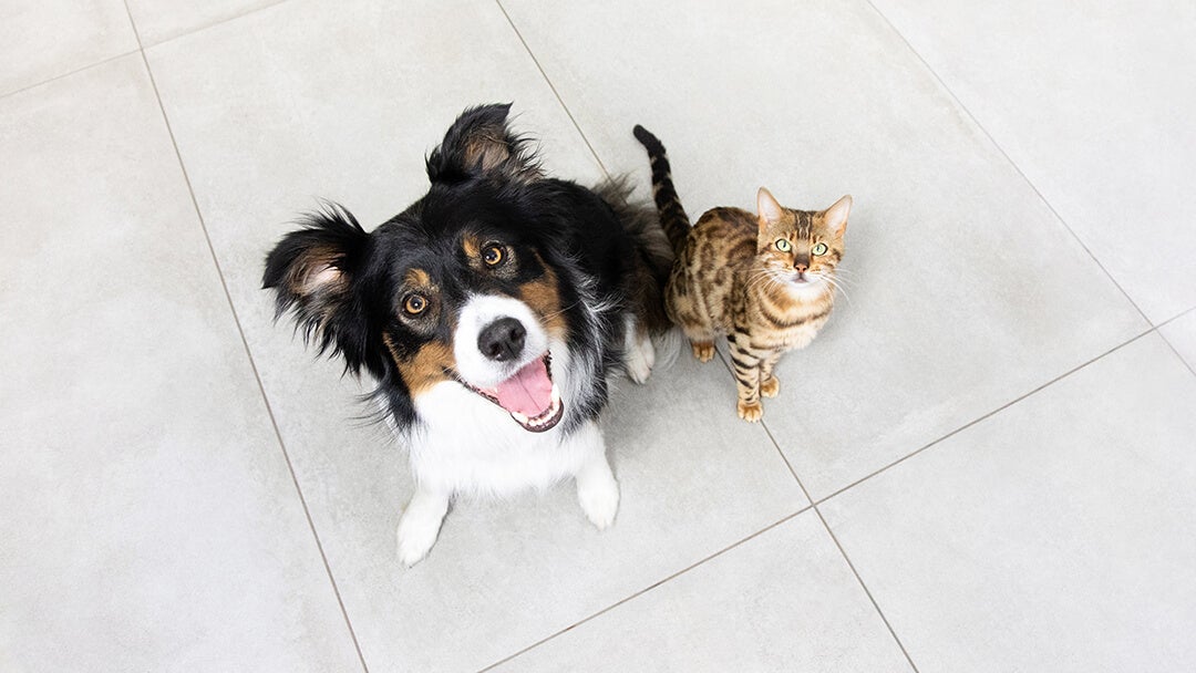 Dog and cat sitting on floor looking up