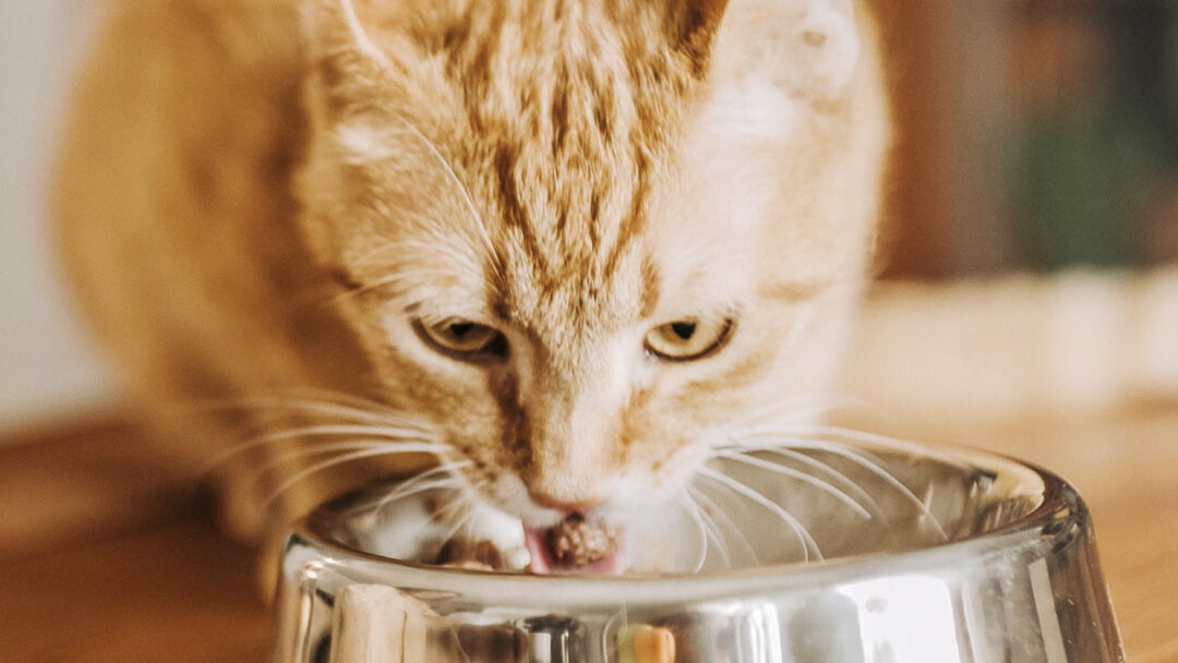 Food for adult cat | Ginger cat eating from bowl