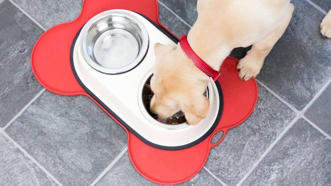 Dog feeding chart |  Dog eating from bowl