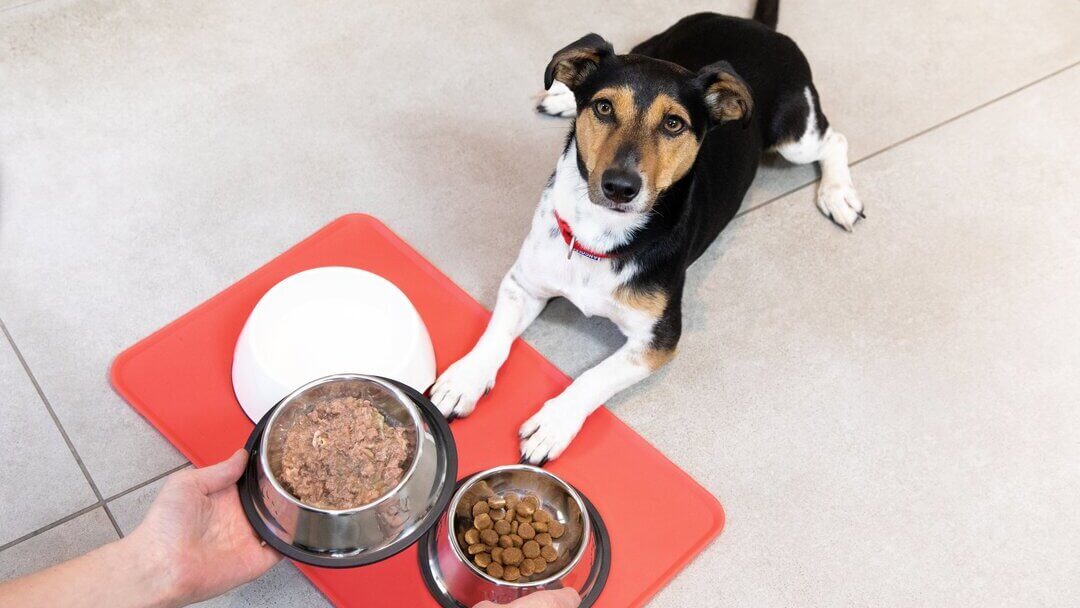 Puppy feeding guide | Puppy given food in bowls