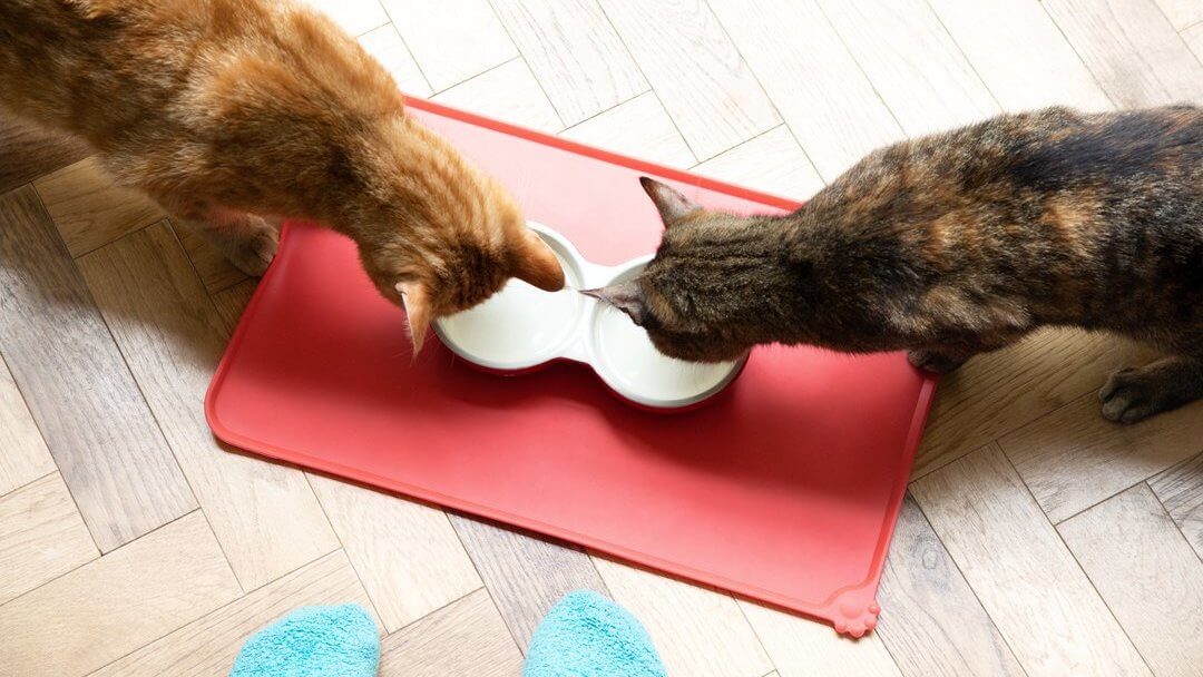 Senior cat food | Cats eating from bowls