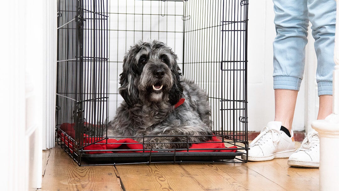 Dog laying in cage