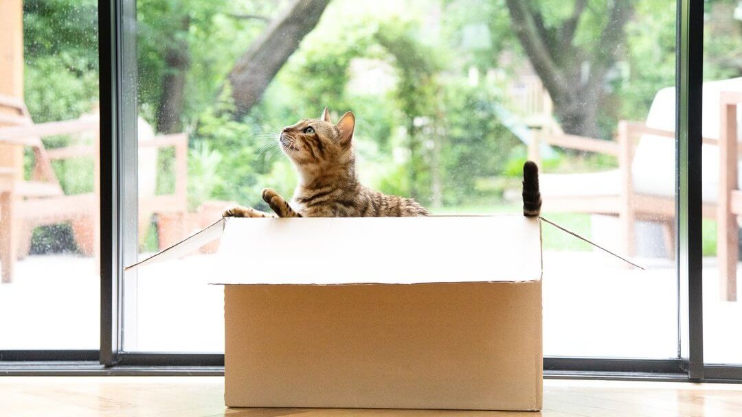 Bengal cat sitting in a moving box