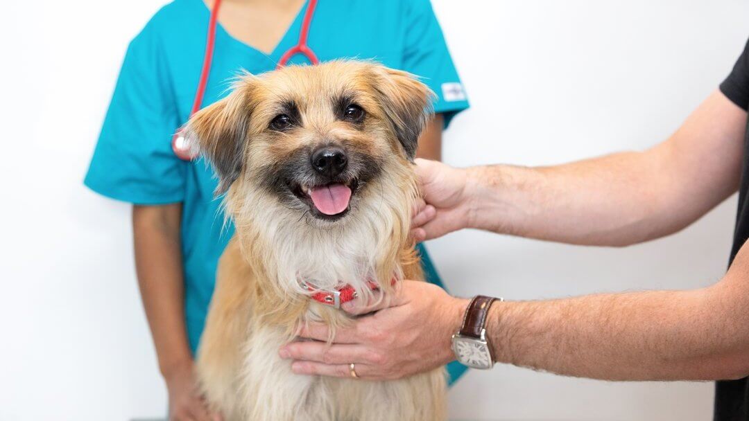 Light brown dog with tongue out siting on vet table.