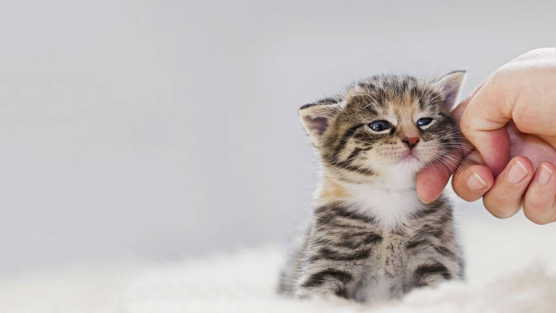 Small kitten being stroked.