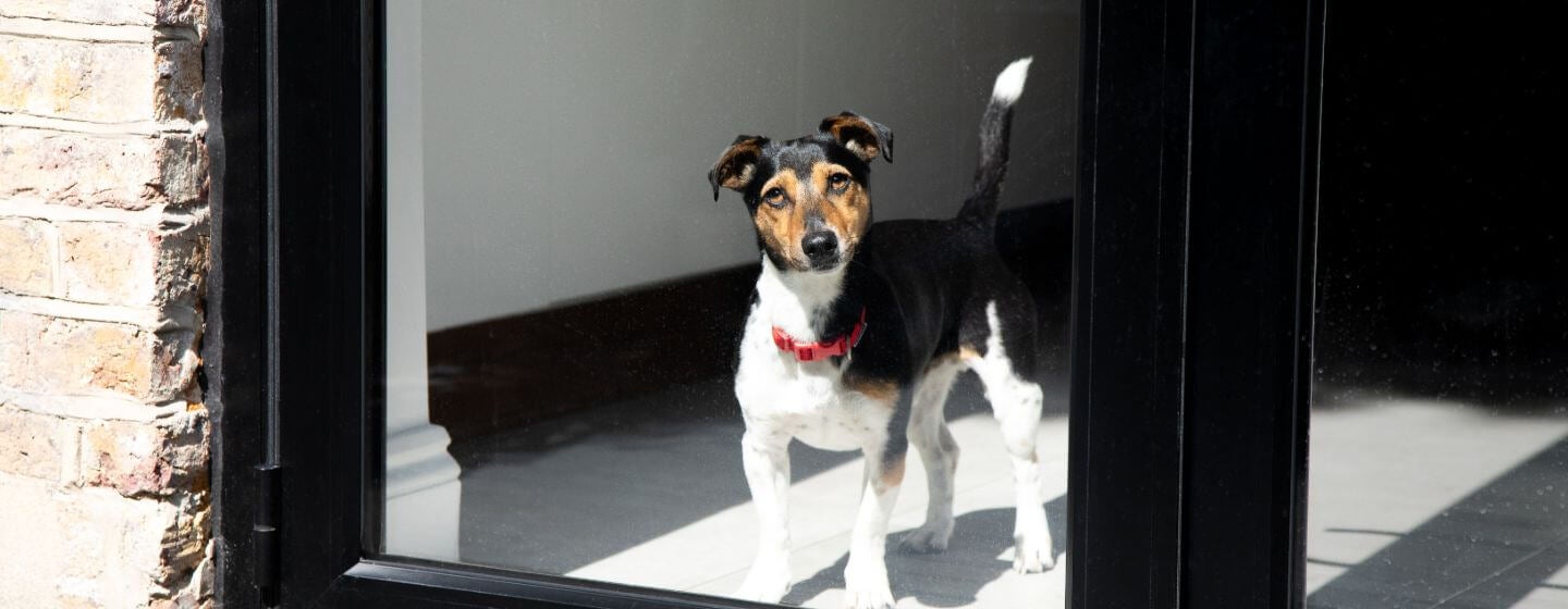 Jack Russell Terrier with red collar looking out of window.