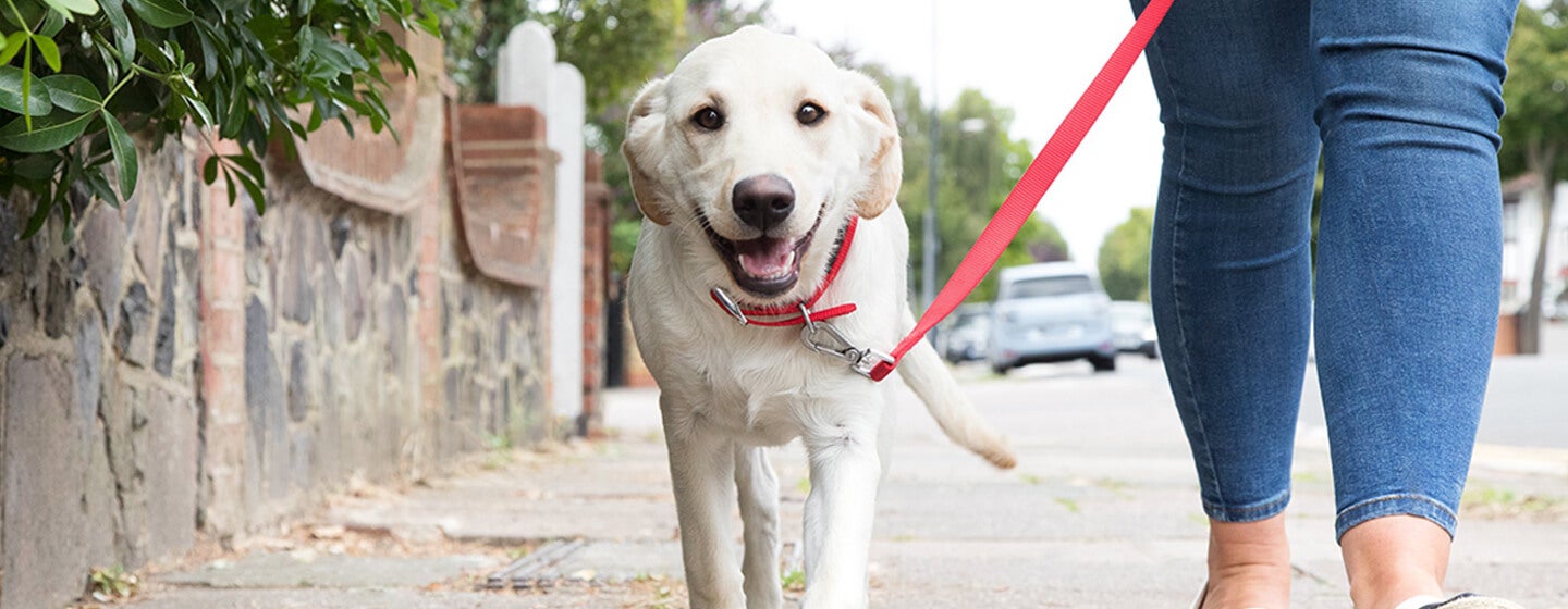 puppy walking outside on lead