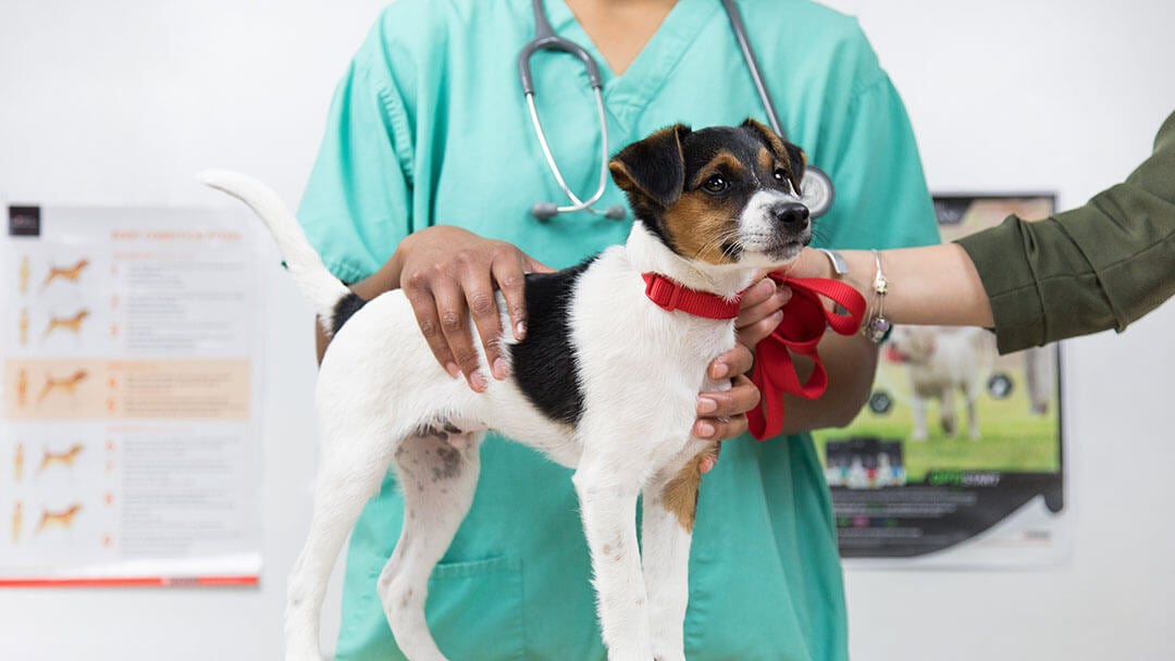 Dog vaccination | Dog examined at vets