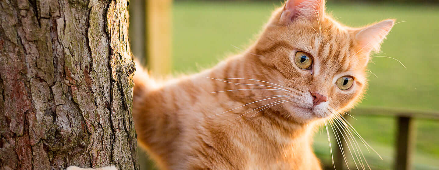 Ginger Cat climbing a tree