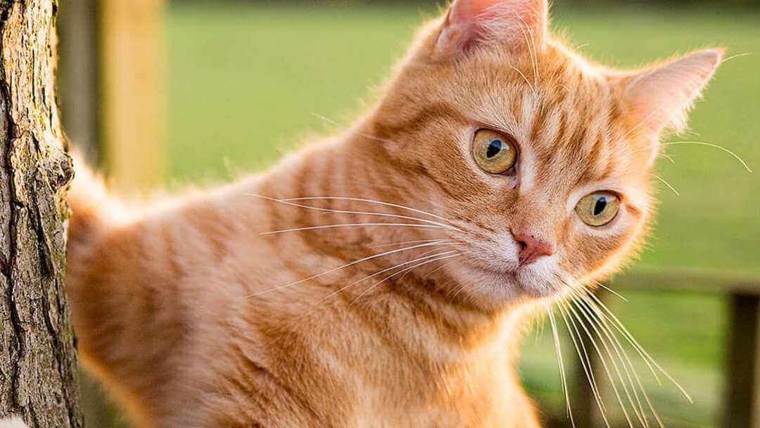 Cat microchipping | Ginger Cat climbing a tree