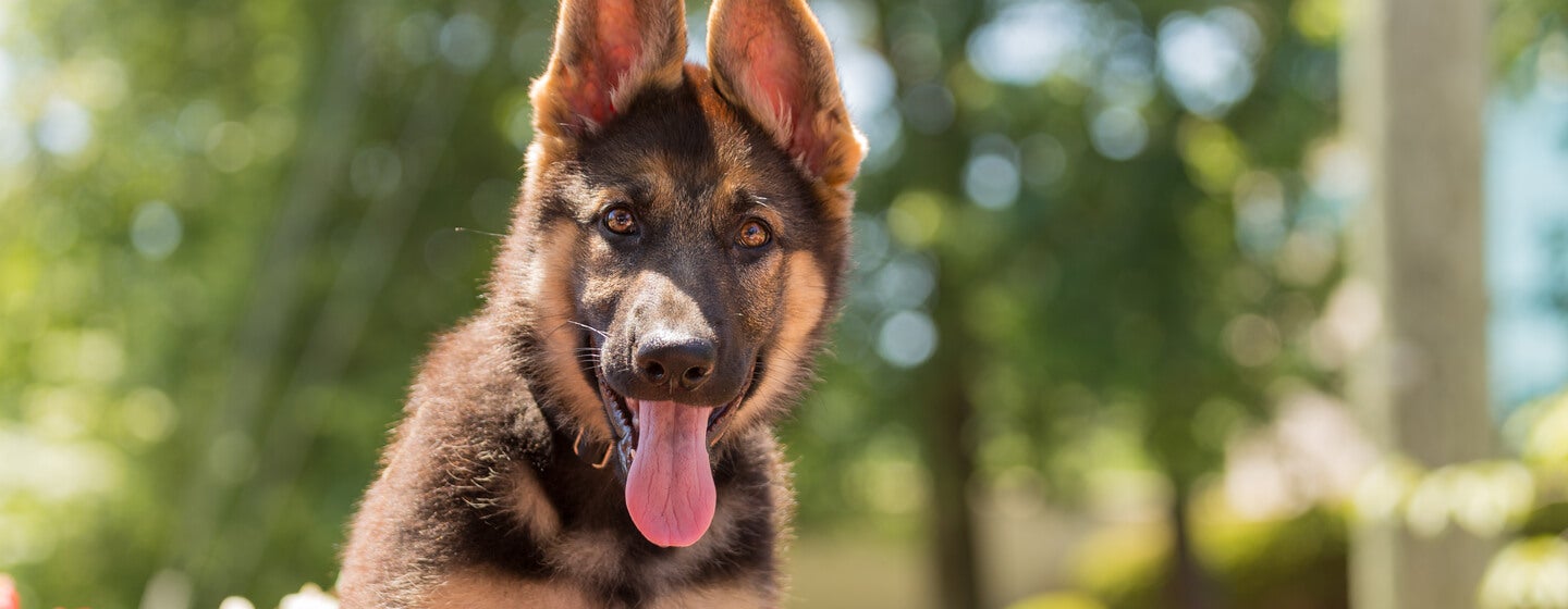 German Shepherd sitting in the flowers