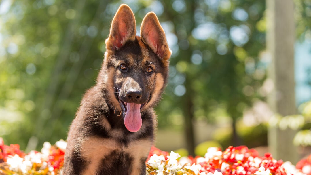 Male german shepherd names | German Shepherd sitting in the flowers