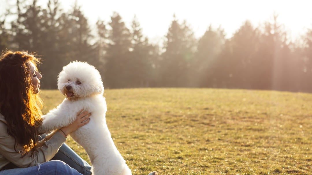 Bichon Frise with Owner