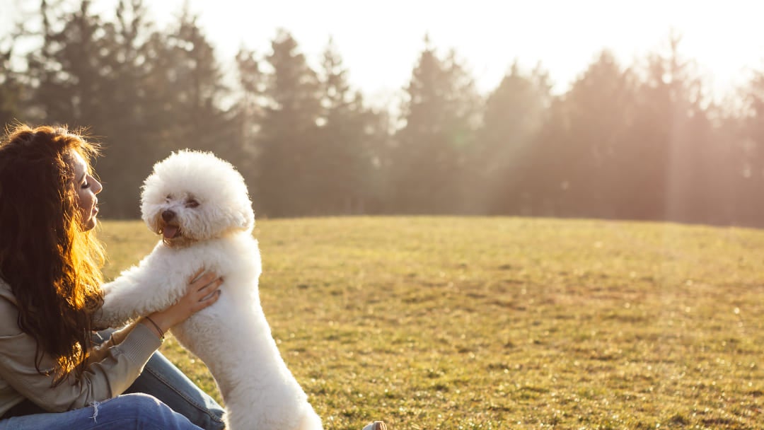 Curly haired dog breeds | Bichon Frise With Owner