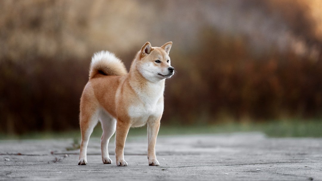 Japanese Shiba Inu walking in park