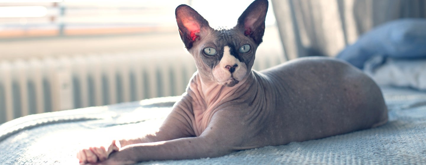 6 Hairless Cat Breeds