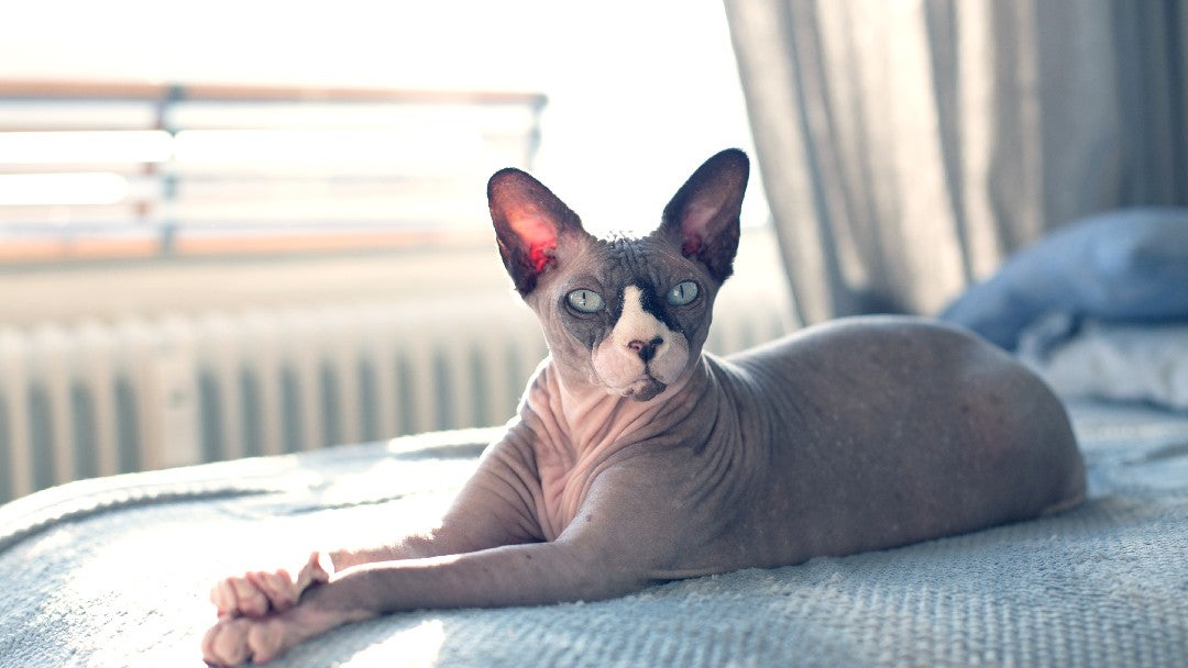 6 Hairless Cat Breeds