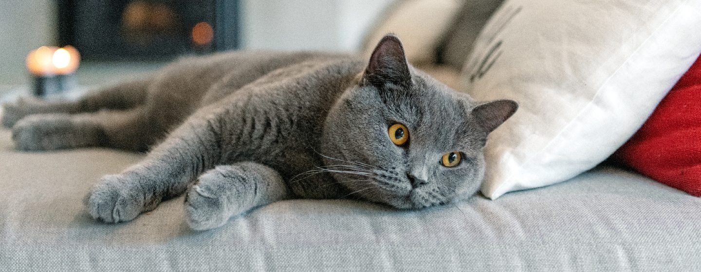 Grey cat lying down on a sofa